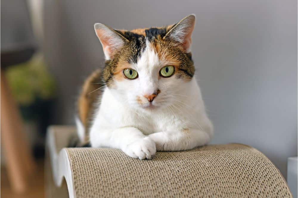 Calico cats Spiritual Meaning