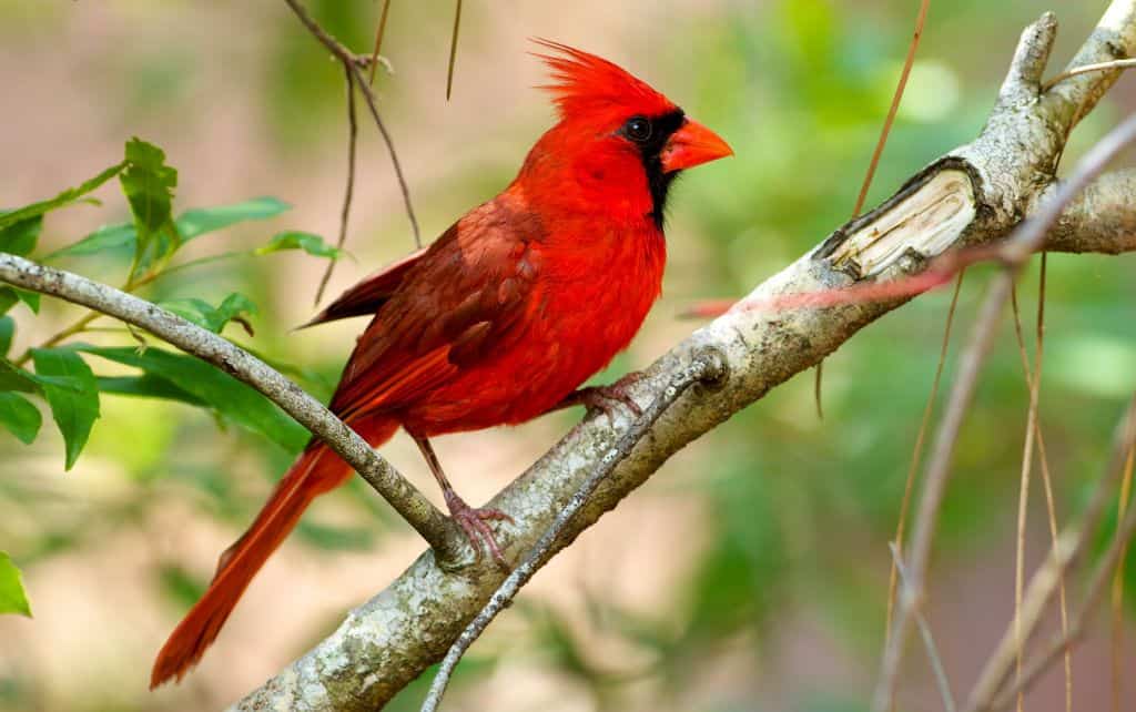 What color are cardinals most attracted to?