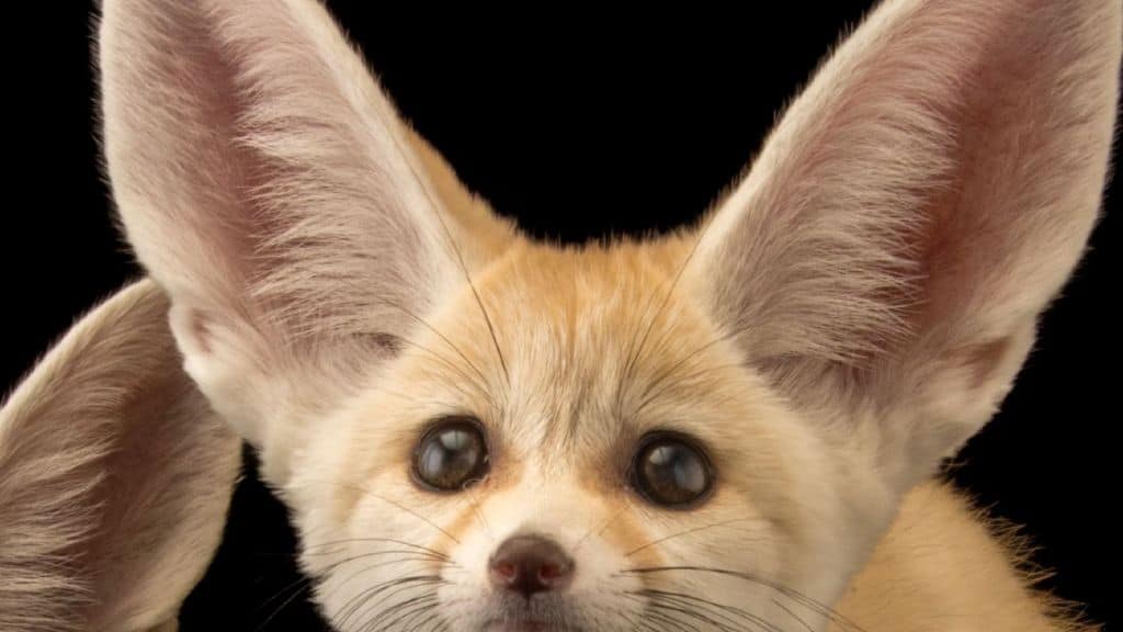 Why do fennec foxes have big ears?