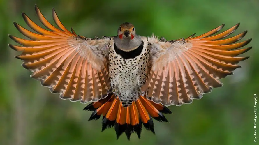 Are northern flicker feathers illegal?