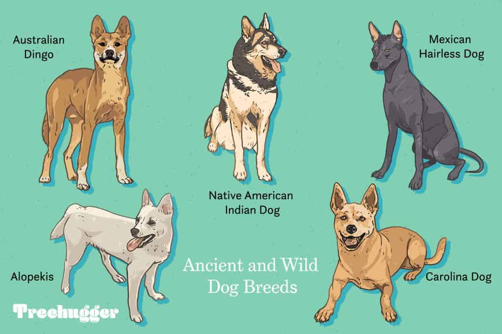What is the most wild dog breed?