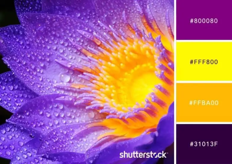 which-colour-is-best-combination-with-violet