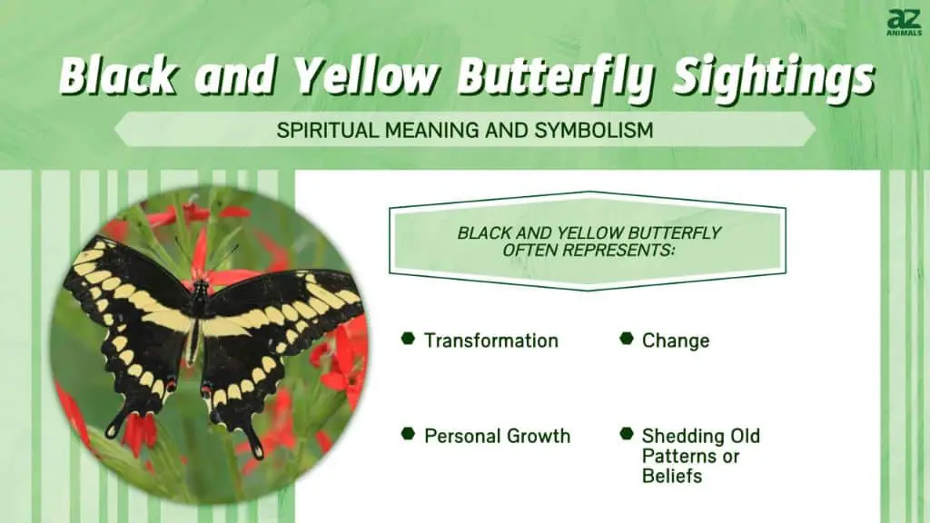 What does it mean if you see a black and yellow butterfly?