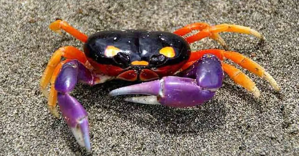Are moon crabs edible?
