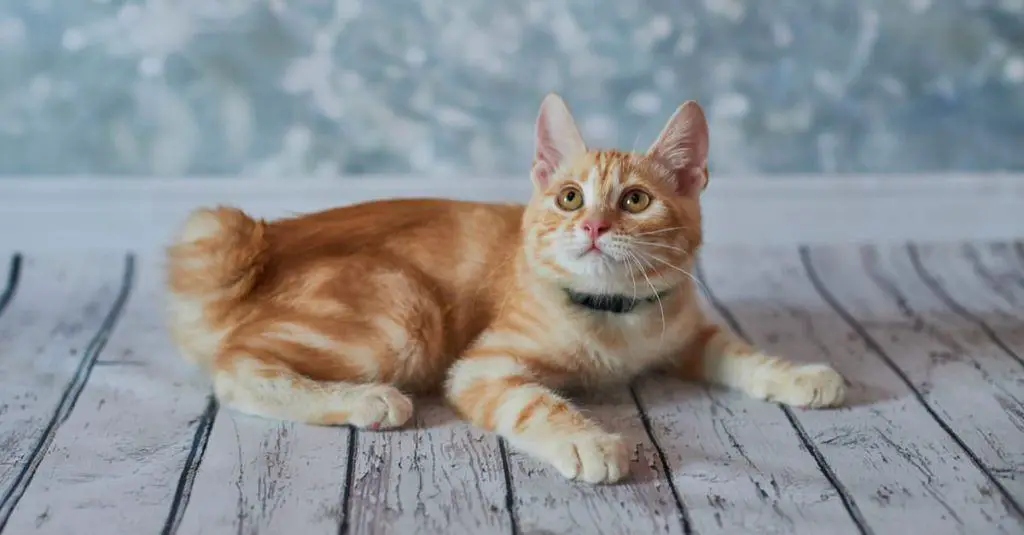 What is the most uncommon cat breed?