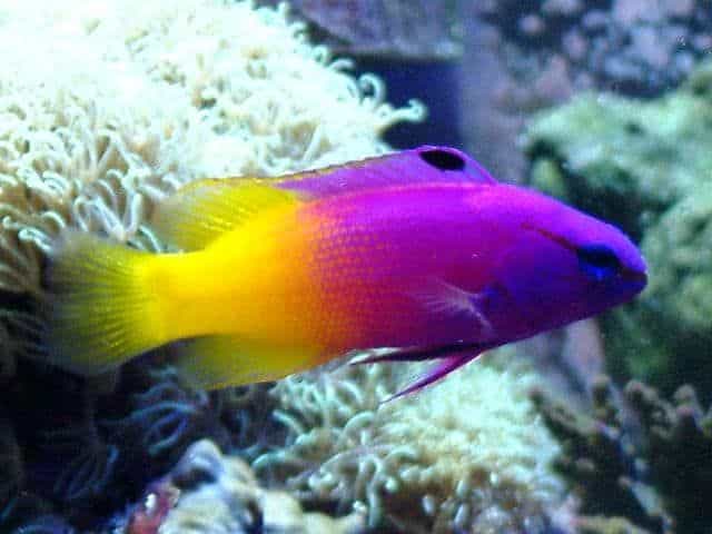 What kind of fish is purple and yellow?