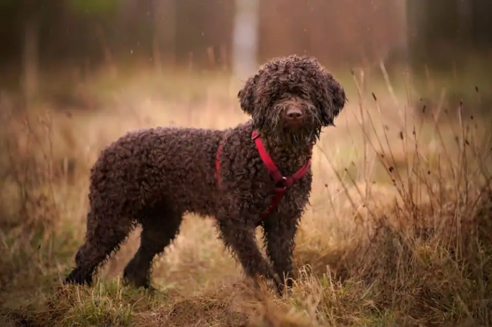 What dog breed has brown fur?