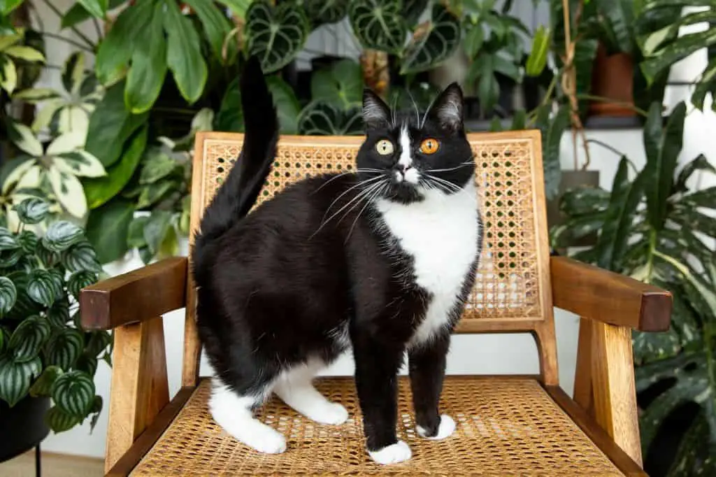 What is a cat with a black face and white body called?