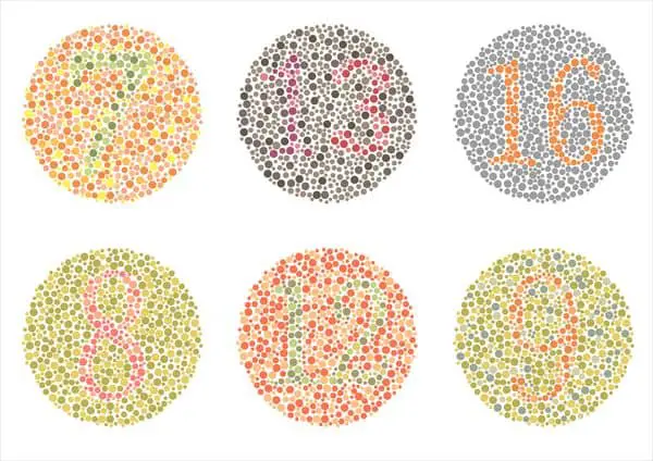 Do humans and animals see colors in the same way?