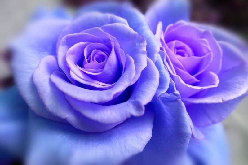 What is the rarest color of rose?