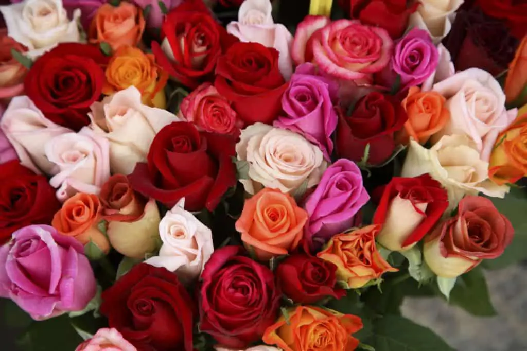 What rose color means love?