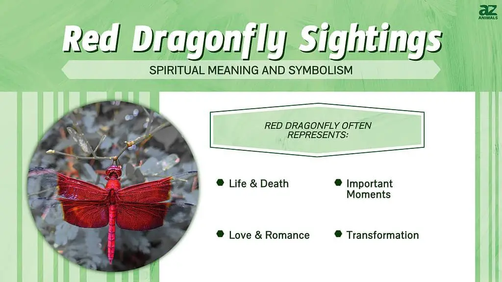 What is the spiritual meaning of a red dragonfly landing on you?