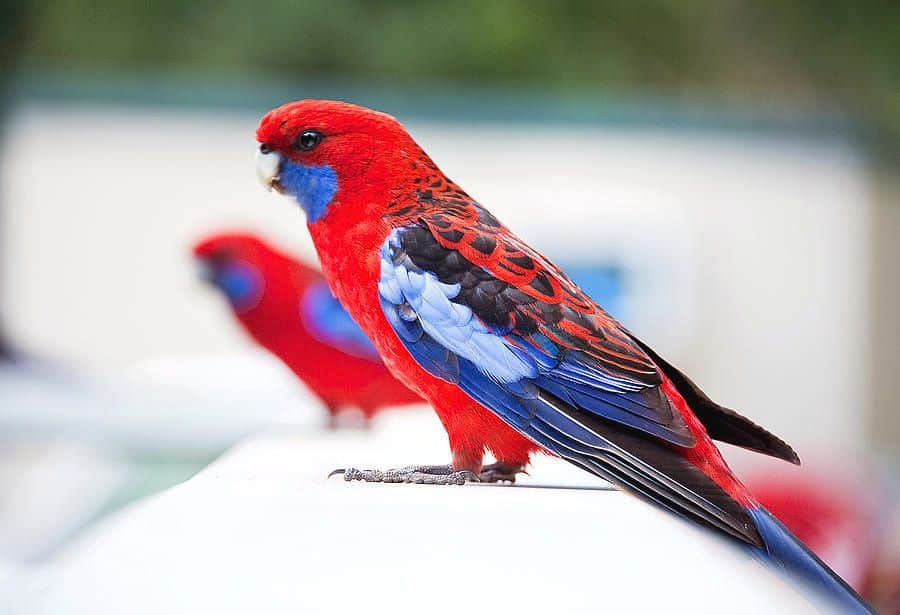 What parrot is red and blue?