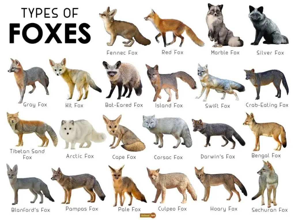 What is the 37 fox species?