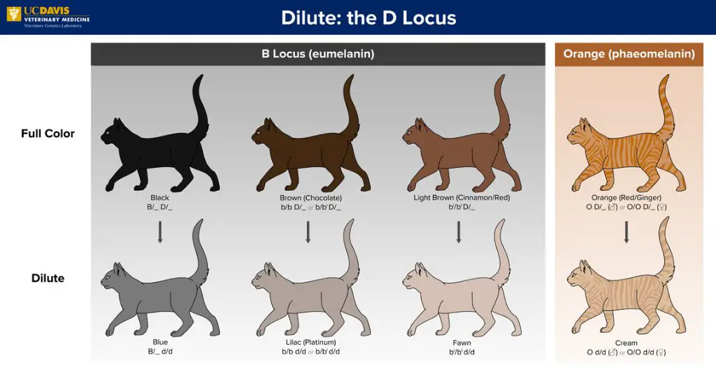 What are the different cat types based on color?