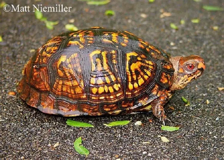 Are Eastern box turtles poisonous?