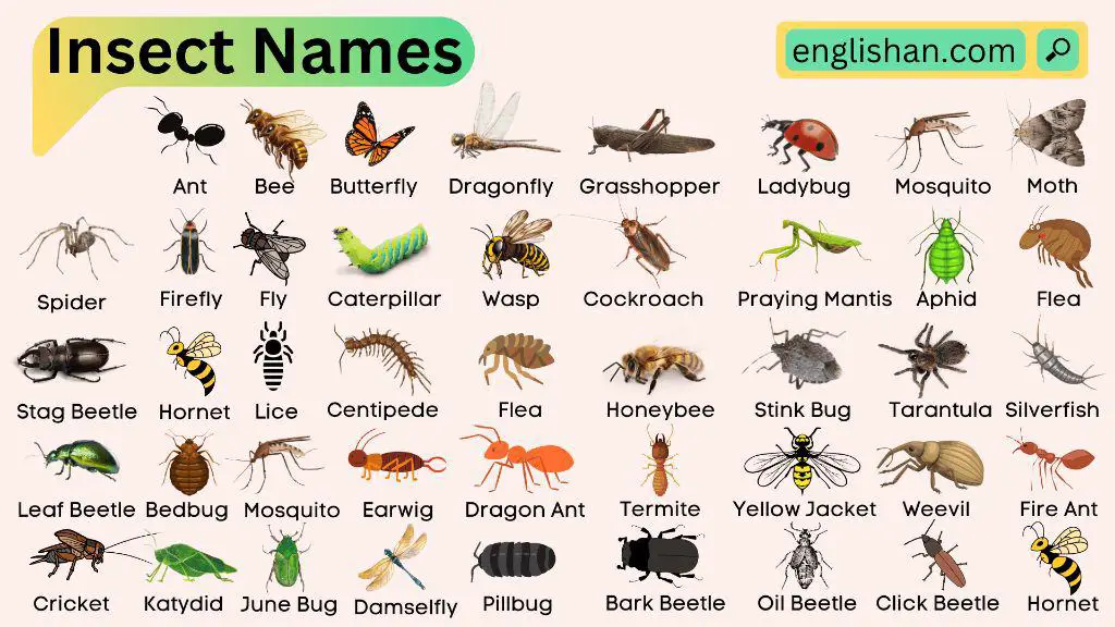 What are all the name of insects?