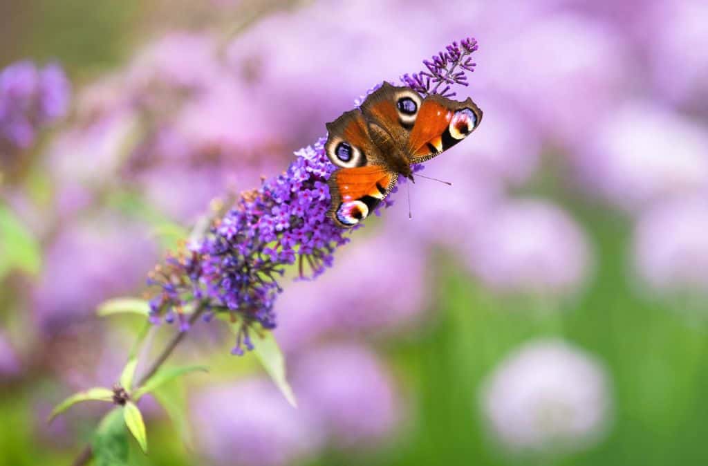 How do I attract a lot of butterflies?