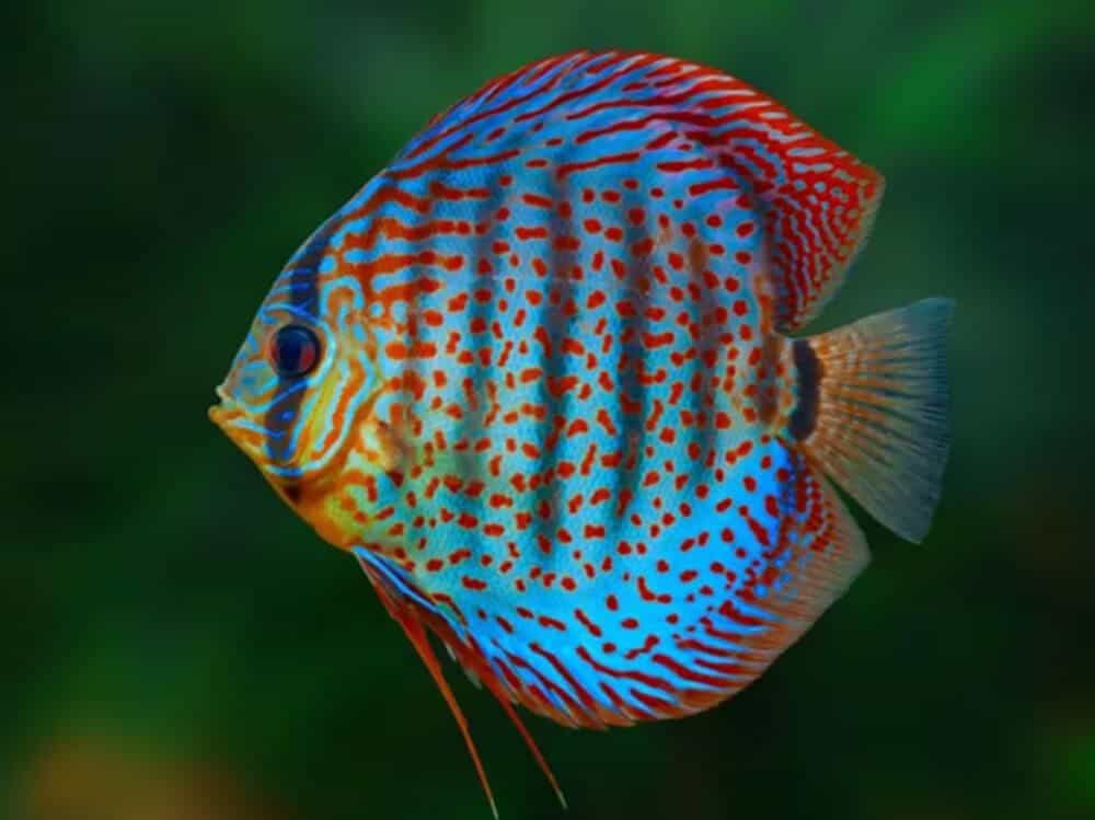 What is the most brightly colored fish?