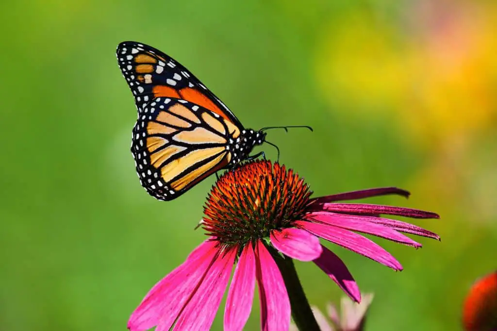 What makes butterflies so colorful?