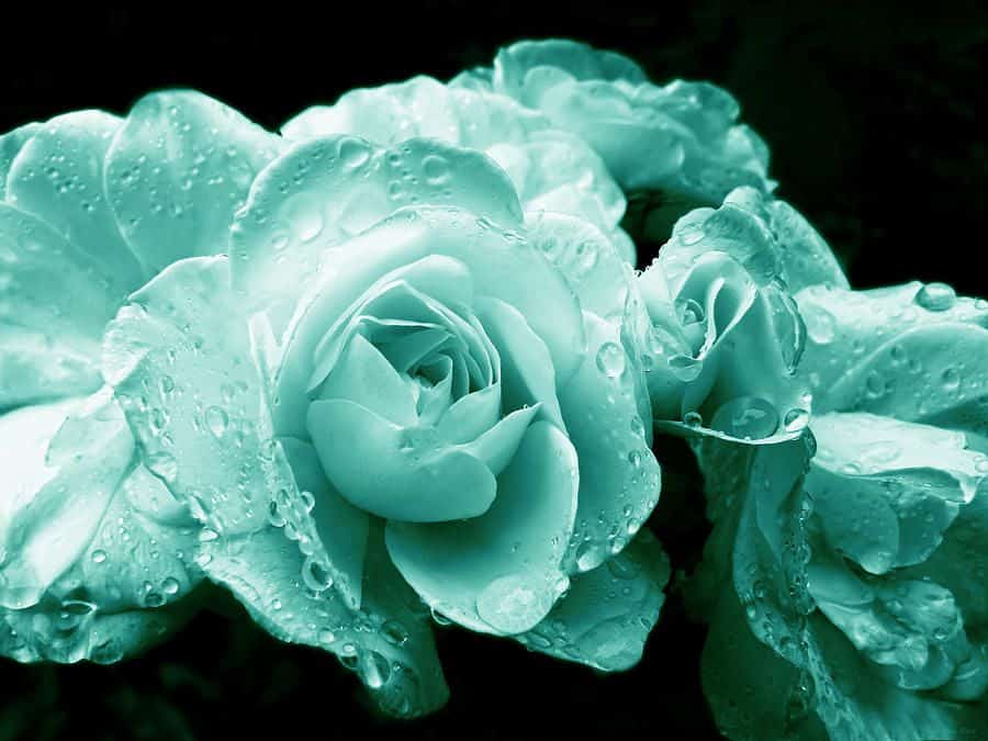 What flower is the color teal?