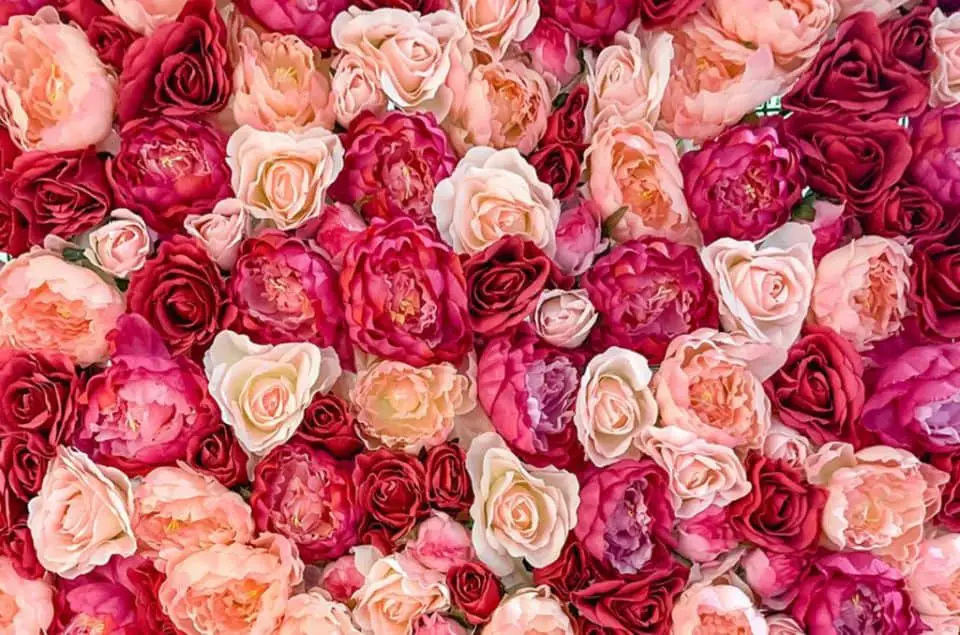 how-many-colors-of-rose-flowers-are-there