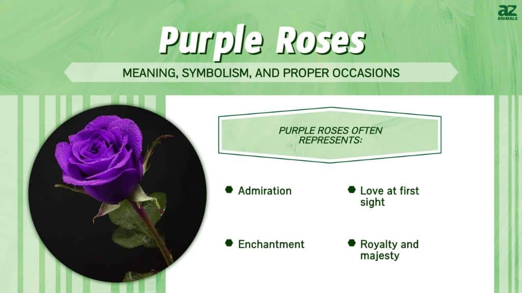 What does the color of purple roses mean?