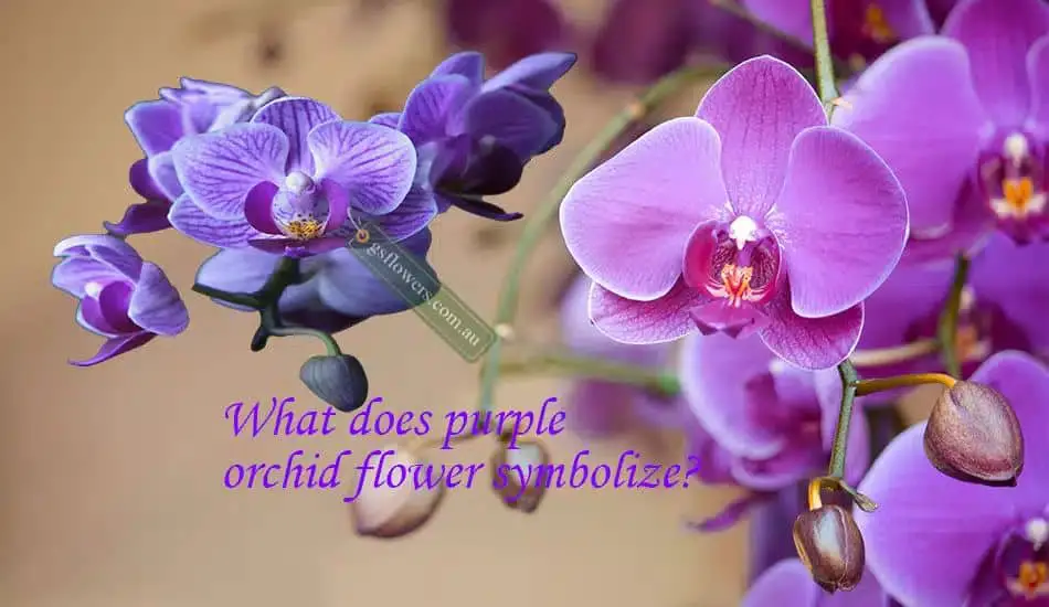 What do purple orchids symbolize?