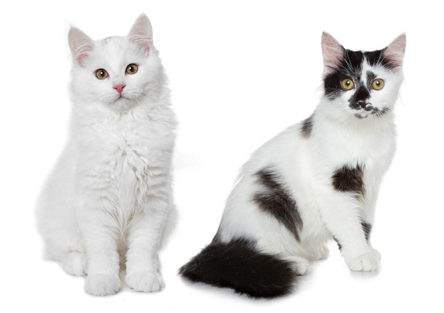 Can Bombay cats have a white spot?