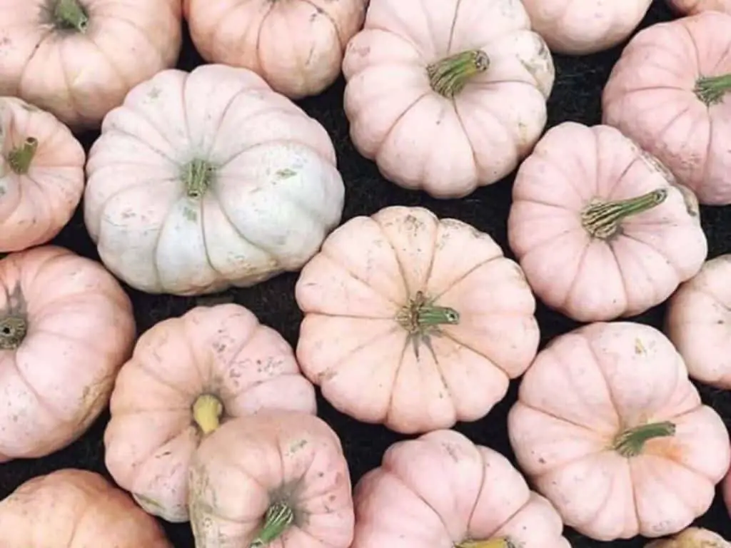 What does a pink pumpkin mean?