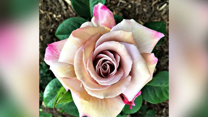 What are the rare types of roses?