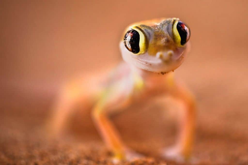 What is the cutest gecko?
