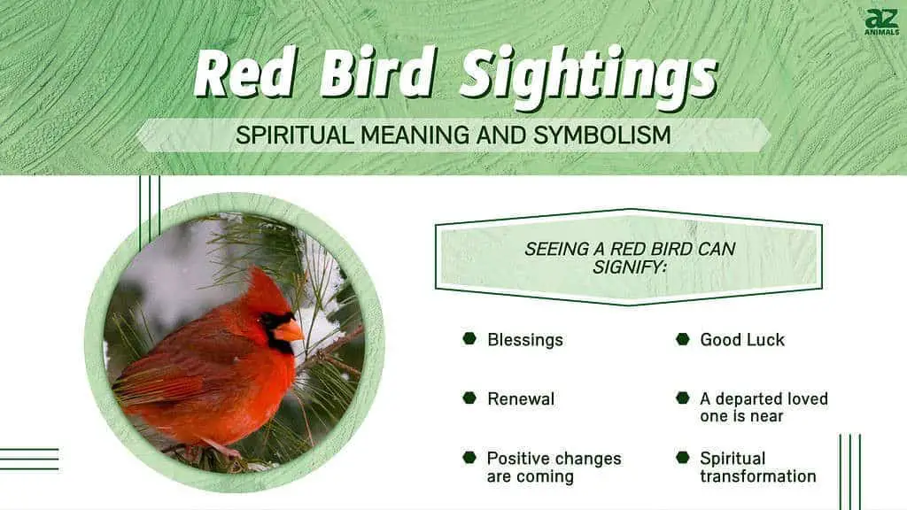 What do birds mean as a sign?