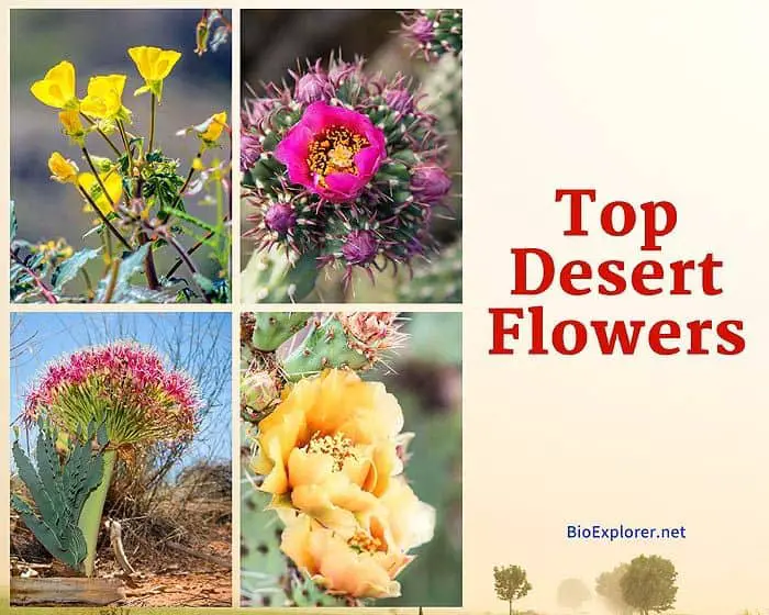 What flower grows in desert?