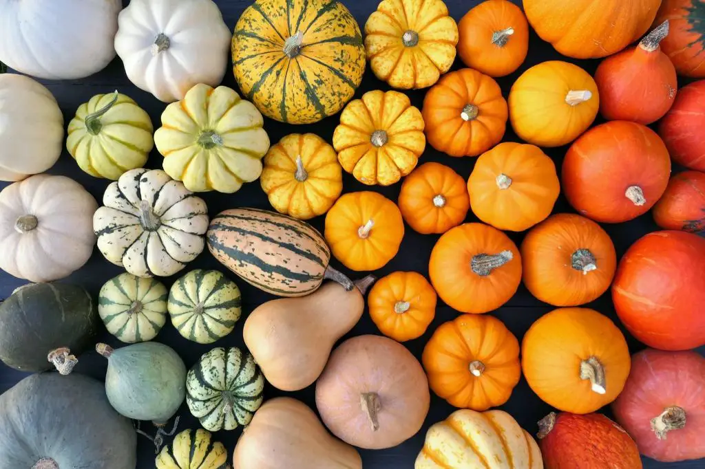 What 4 colors are pumpkins?