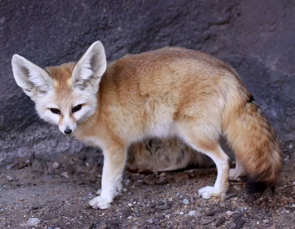 Are fennec foxes black?