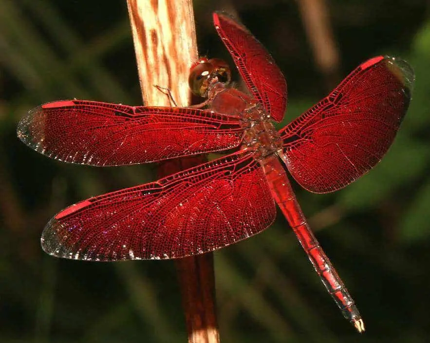 What is the goddess dragonfly symbol?