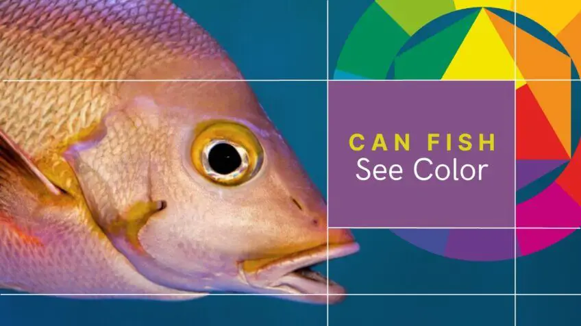 Can fish see more colors than humans?