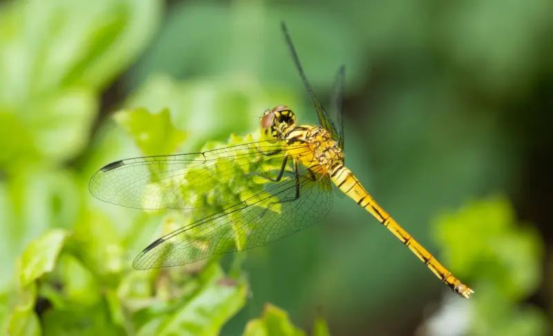 What does it mean when a dragonfly visits someone from heaven?