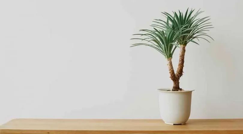 What is the easiest palm plant to care for?