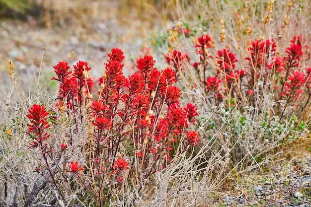 What desert plant has a red bloom?