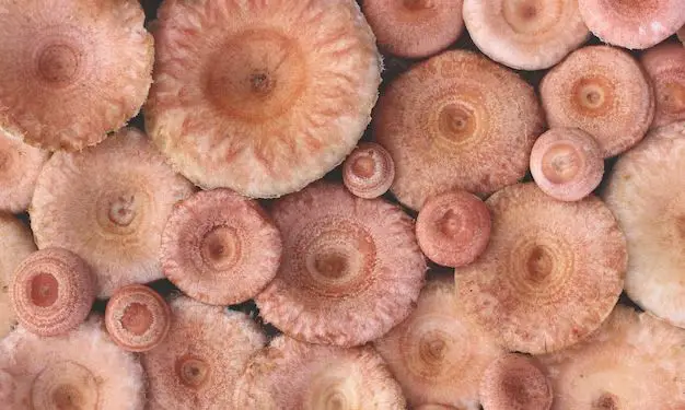 Is pink coral mushroom edible?