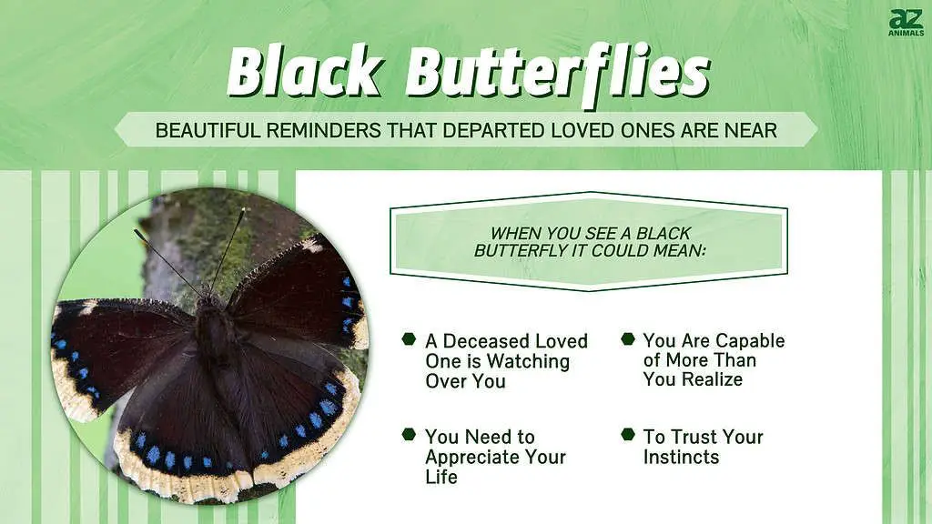 What does it mean when you see a black butterfly at your house