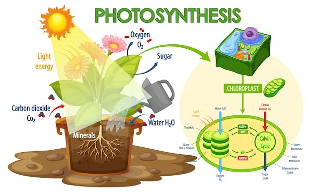 How does light color affect photosynthesis?