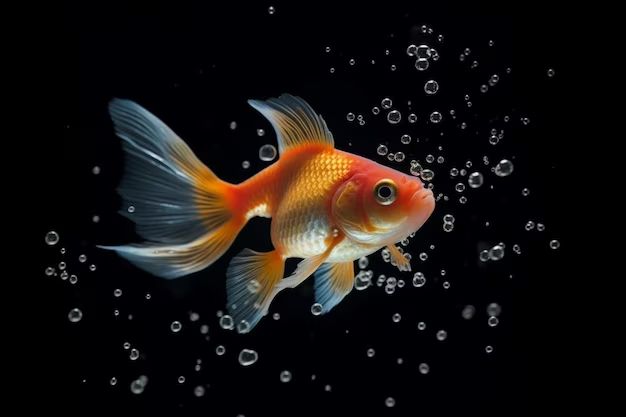 What is the most playful aquarium fish