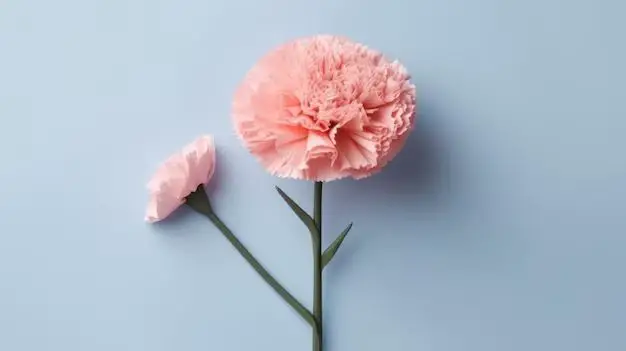 What are the original colors of carnations?