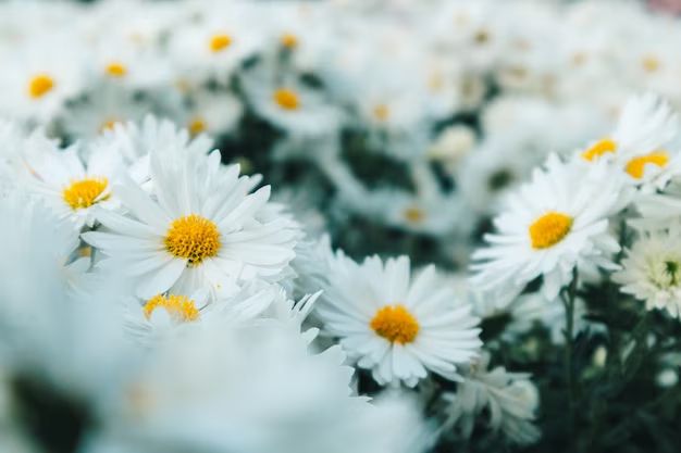 What does daisy flower mean in personality