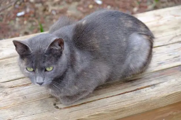 What breed of cat is GREY