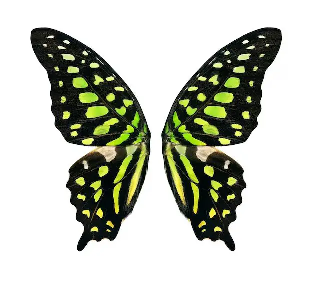 What is the name of a lime green butterfly?