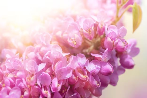 What flowers are typically pink?